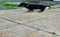 German Shepherd dogs for sale: German shepard pups - Image 17