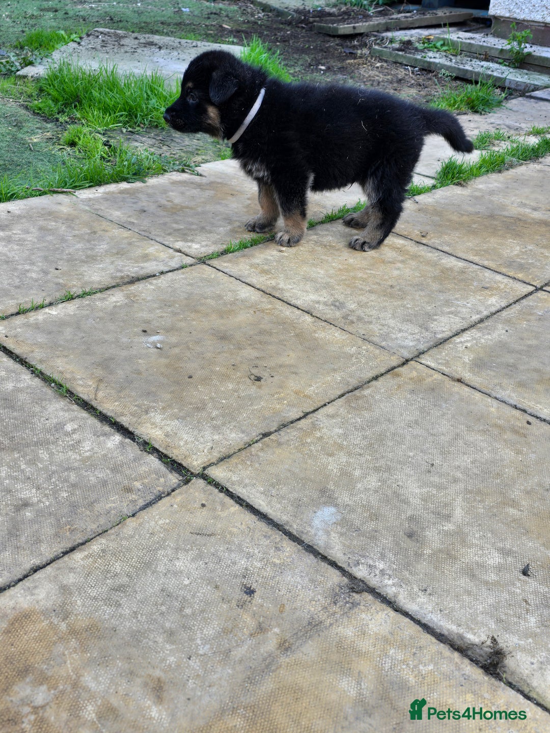 German Shepherd dogs for sale: German shepard pups - Image 17