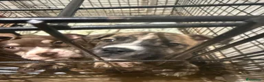 Mixed Breed 2