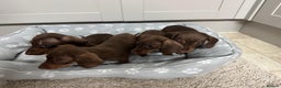 Dachshund dogs for sale: Dachshund puppies - Advert 9