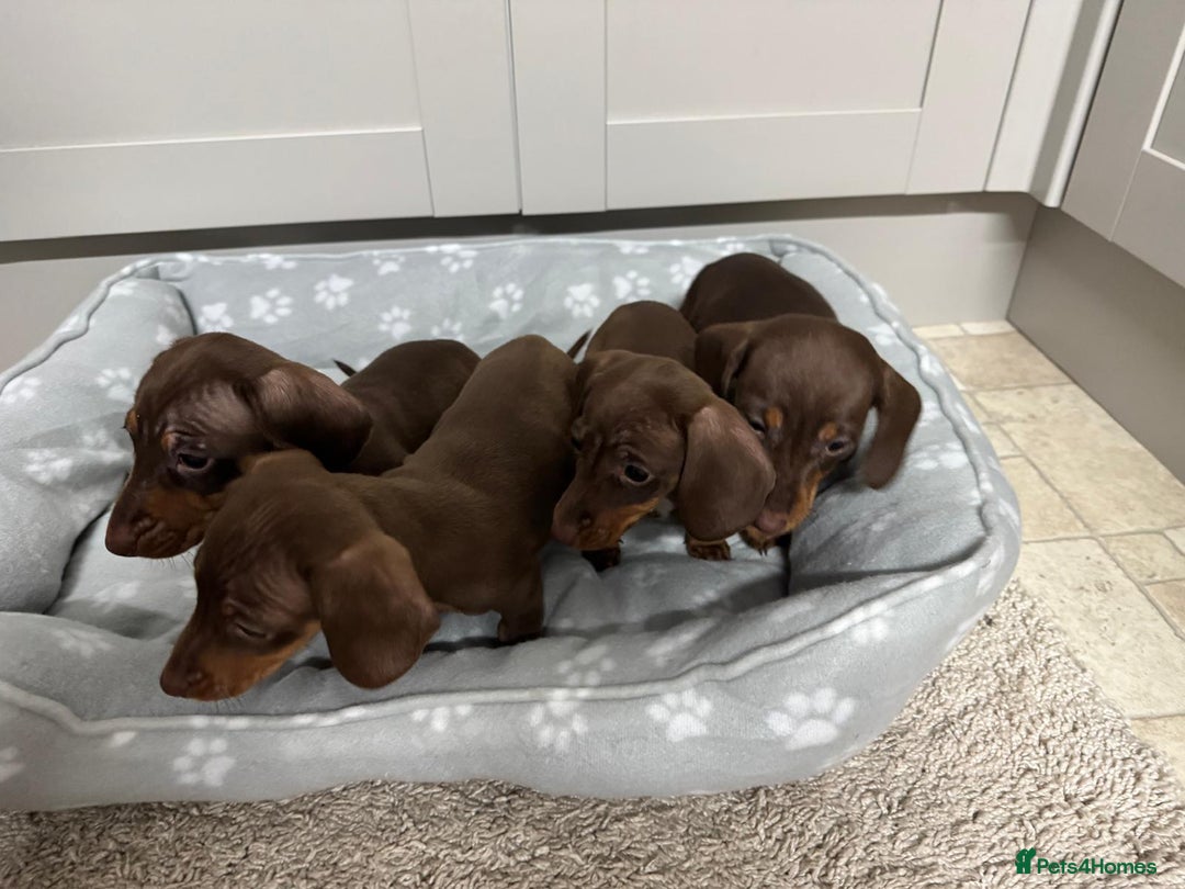 Dachshund dogs for sale: Dachshund puppies - Advert 9