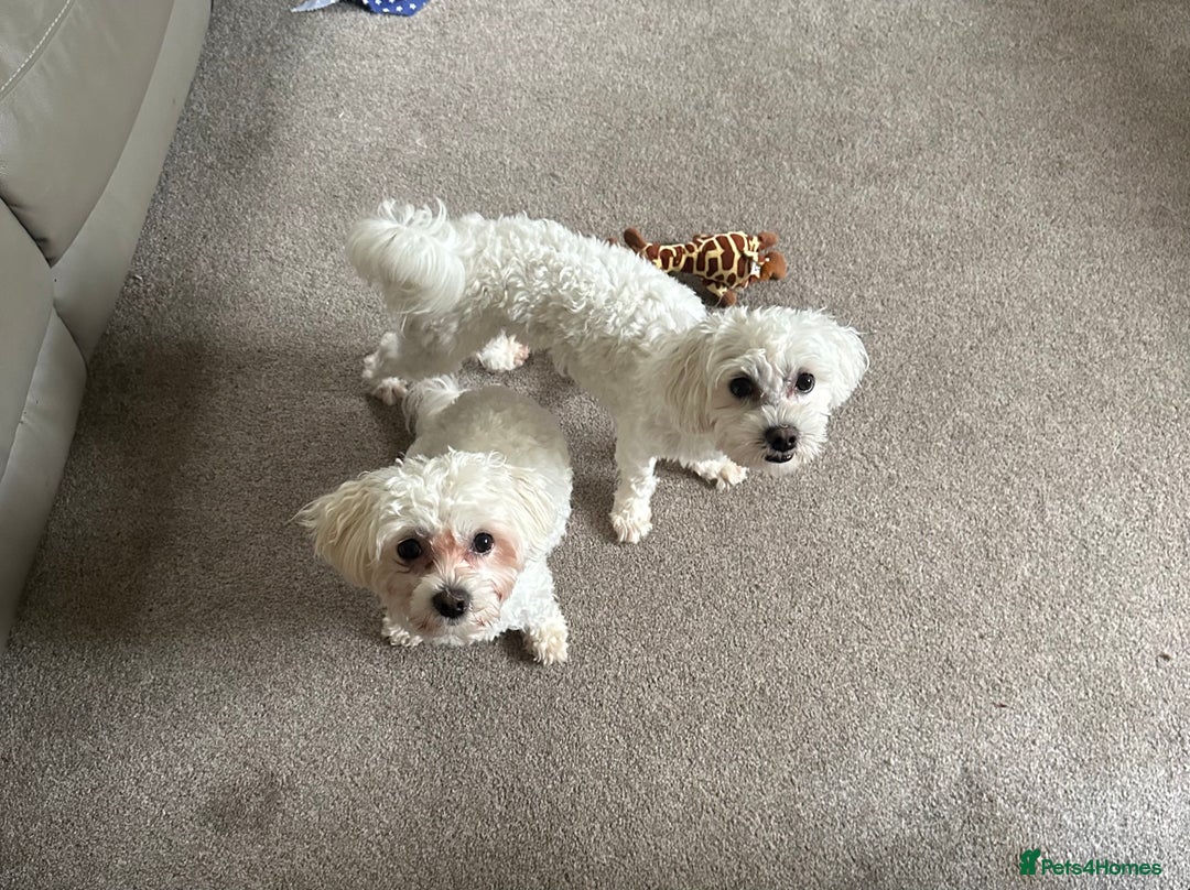 Bichon Frise dogs for sale: Two small Bichon Frise ready for their new home - Advert 1