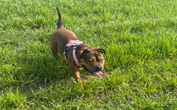 Mixed Breed dogs for sale: Pocket Bully Cross - Image 6