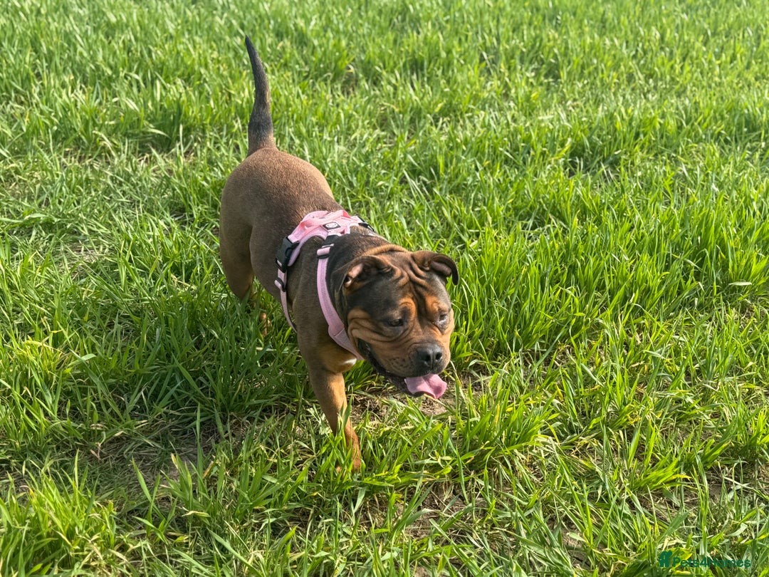 Mixed Breed dogs for sale: Pocket Bully Cross - Image 6