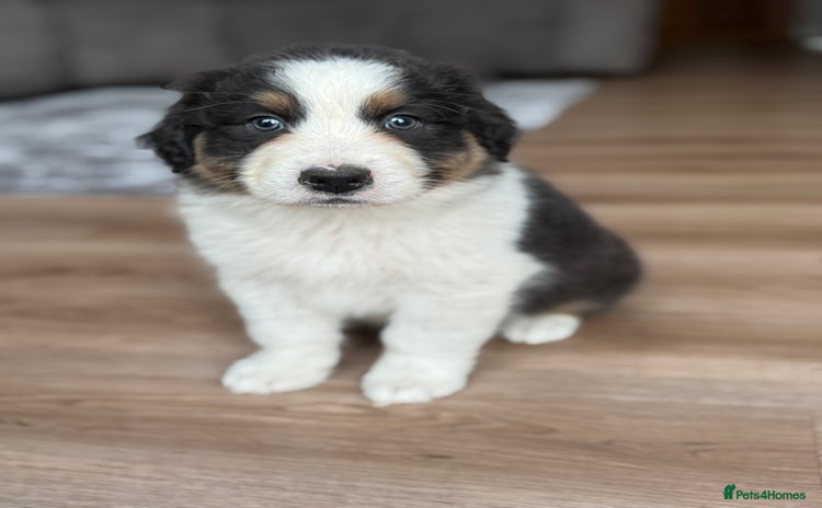 Australian Shepherd dogs - Advert 1