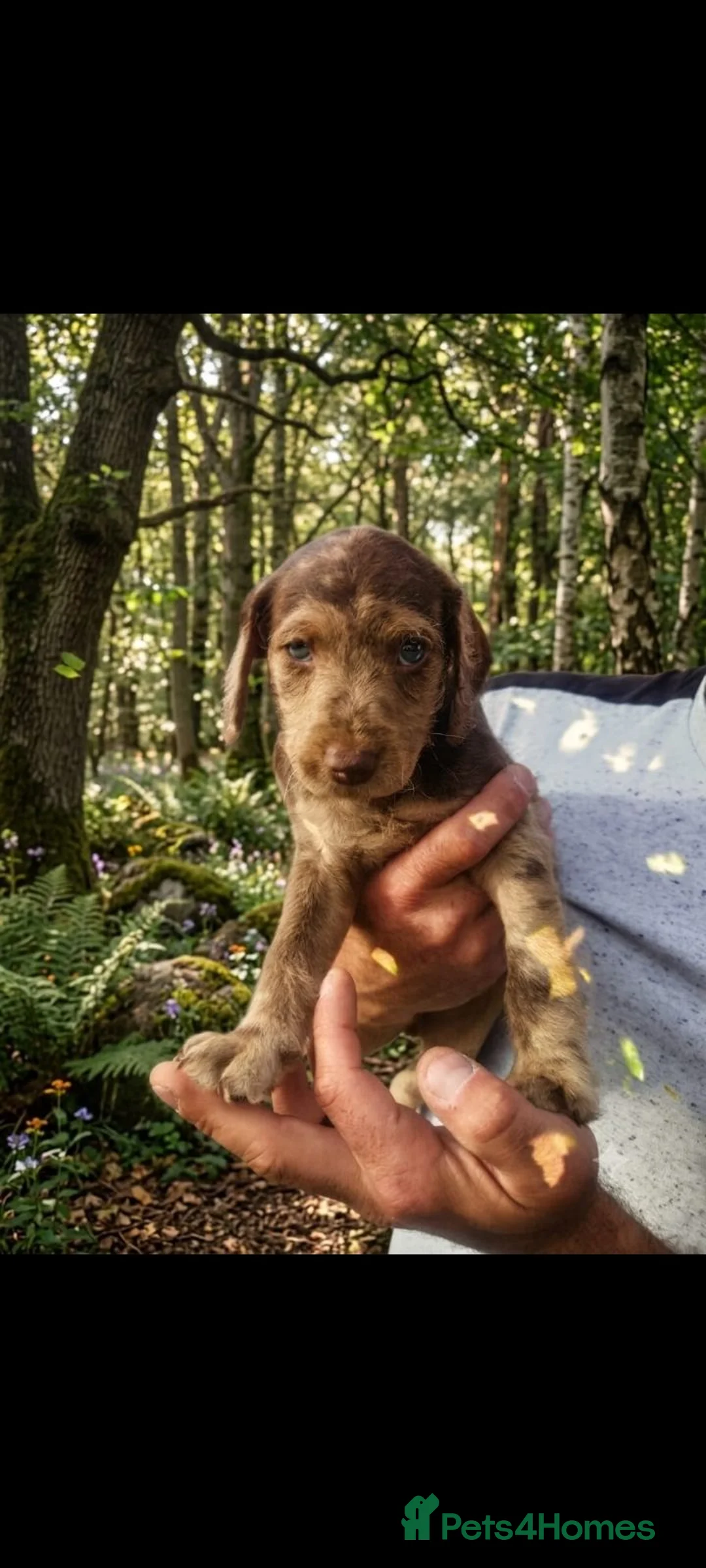 Mixed Breed dogs for sale: Adorable Patpoos in Leeds - Advert 10