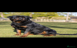 Rottweiler dogs for stud: Proven kc reg Health tested hip and elbow scored in Windsor - Image 5