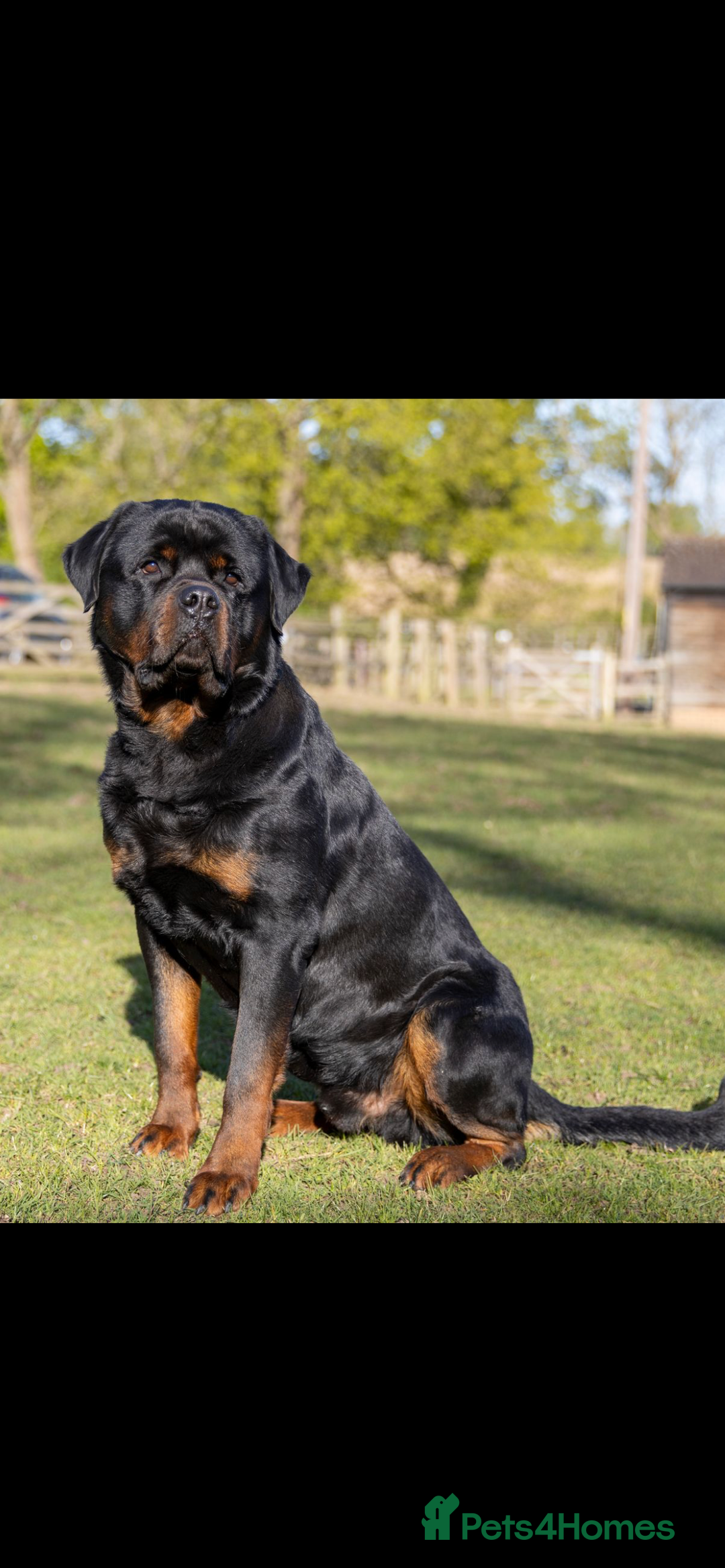 Rottweiler dogs for stud: Proven kc reg Health tested hip and elbow scored in Windsor - Image 5