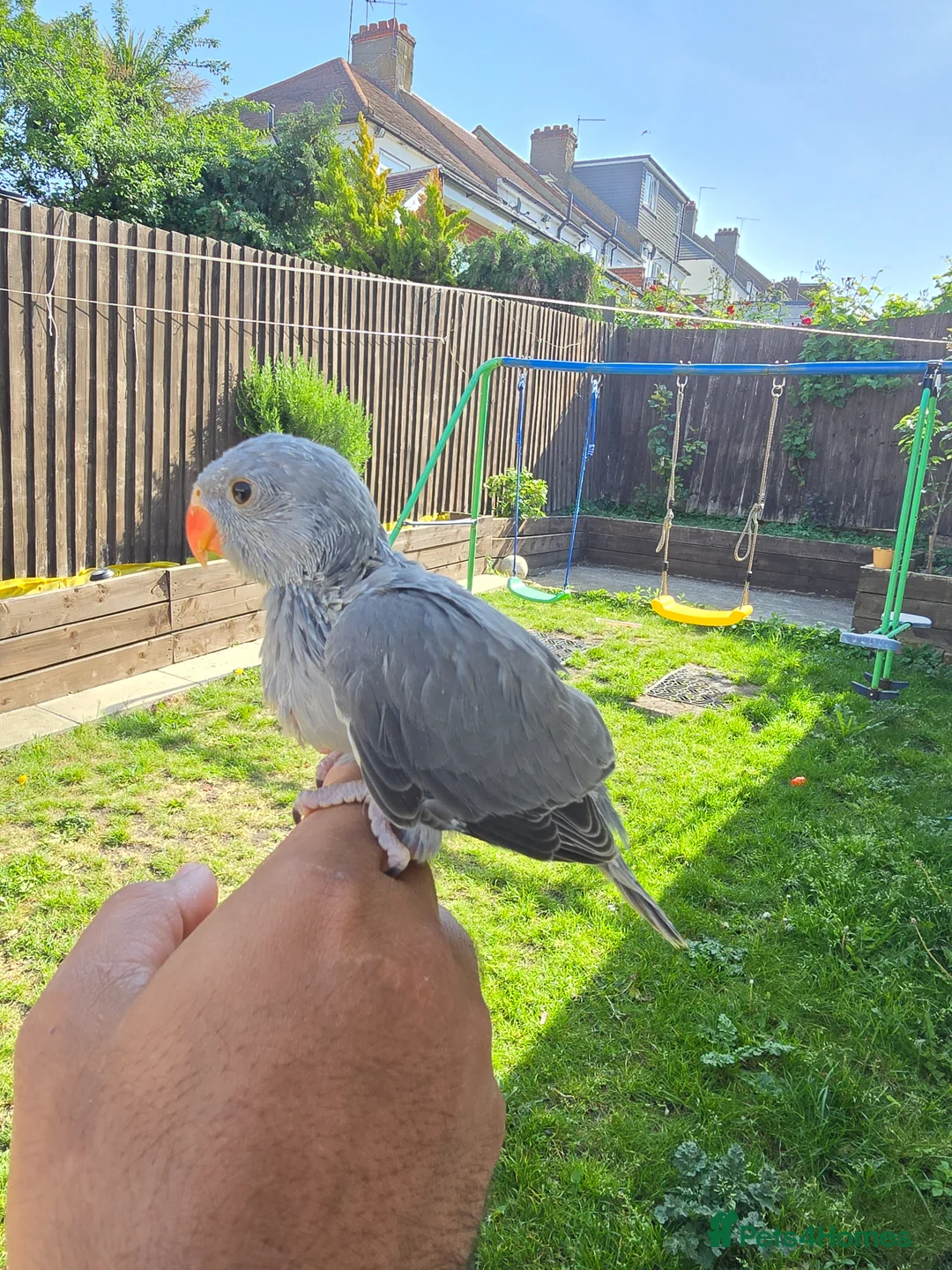 Ringnecks birds for sale: Baby Ringnecks 💥Sold💥 - Advert 2