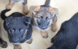 German Shepherd dogs for sale: German Shepherd Puppies - Image 11