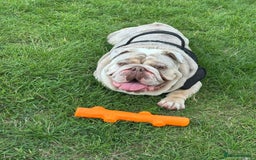 English Bulldog dogs for sale: Albie  - Advert 2