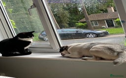 Pug dogs for sale: Beautiful 2year old panda pug - Image 3