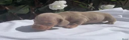 Miniature Dachshund dogs for sale: BEAUTIFUL TINY MINIATURE DASCHUNDS DAPPLE KC  - Advert 29