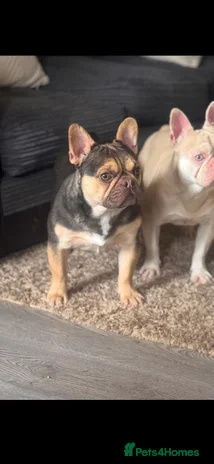 French Bulldog dogs Entire French bulldog  - Advert 6