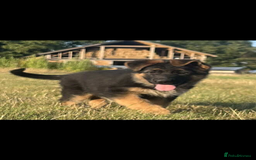 German Shepherd dogs for sale: German Shepherds looking for new homes  - Image 1