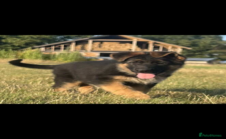 German Shepherd dogs - Advert 5