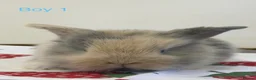 Mini Lion Lop rabbits for sale: Ready to leave 02/09/2026 - Advert 2