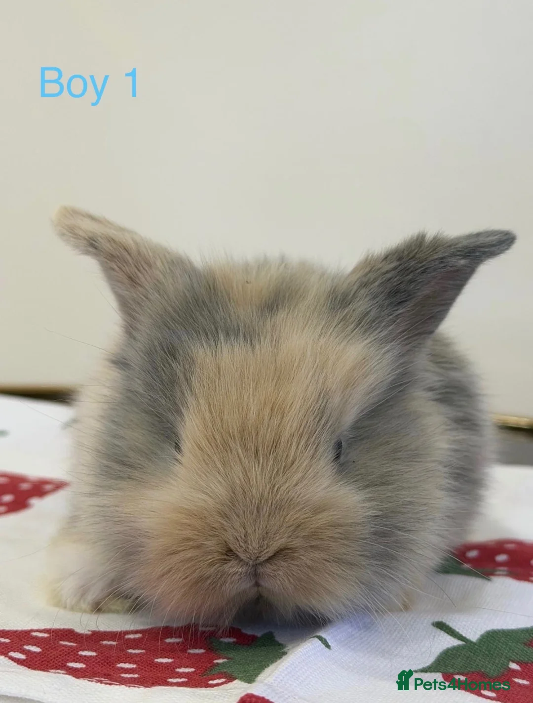Mini Lion Lop rabbits for sale: Ready to leave 02/09/2026 - Advert 2