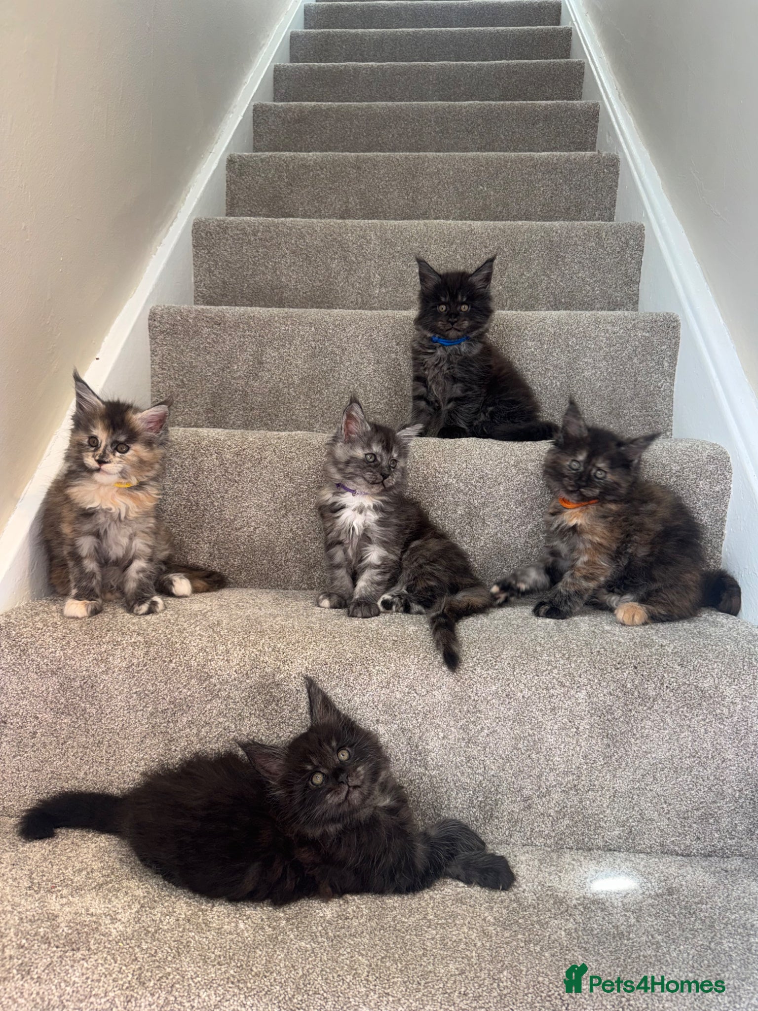 Maine Coon cats Maine coon kittens, ready to leave at 10 weeks  - Advert 5