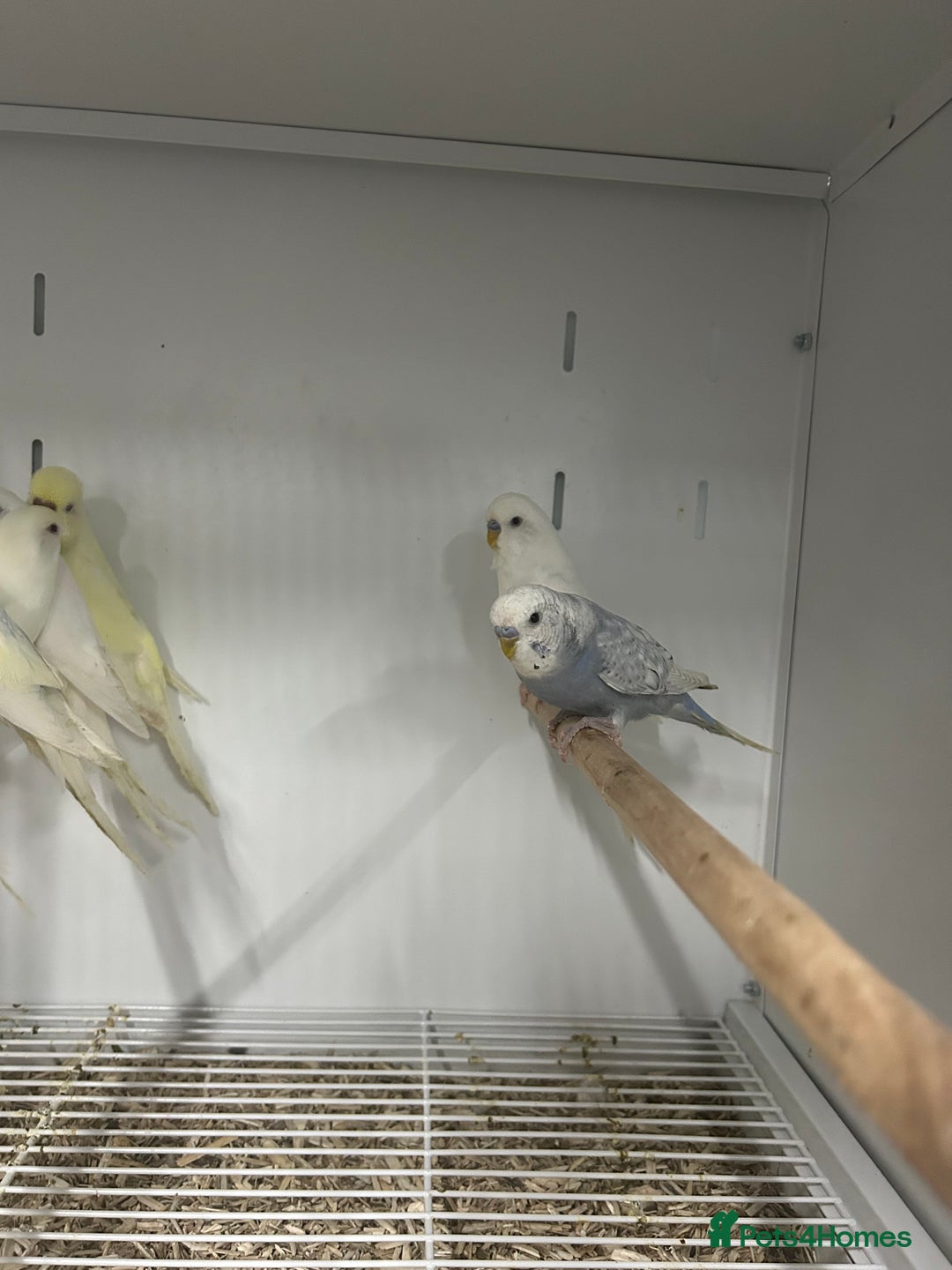 Budgerigars birds for sale: Various Stunning Mixed Baby Budgies  - Advert 7