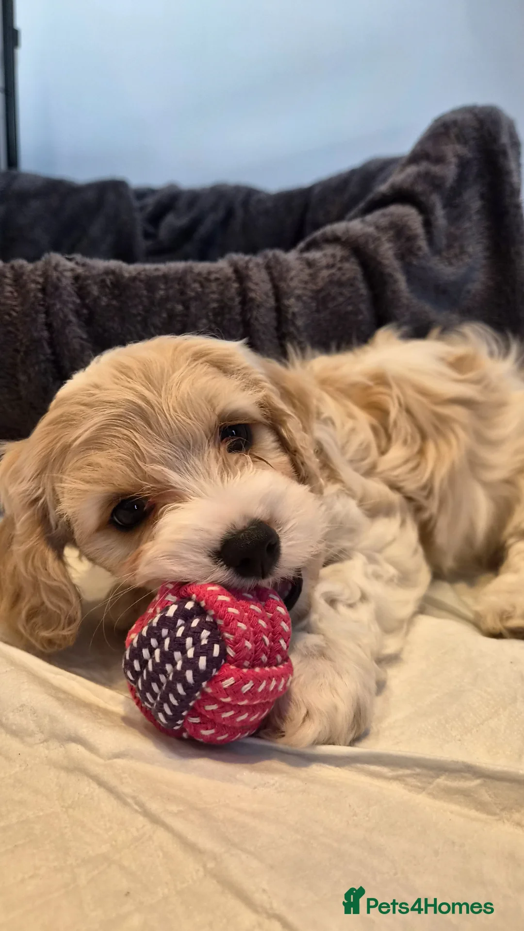 Cavachon dogs for sale: Gorgeous Cavachon puppies  - Advert 2