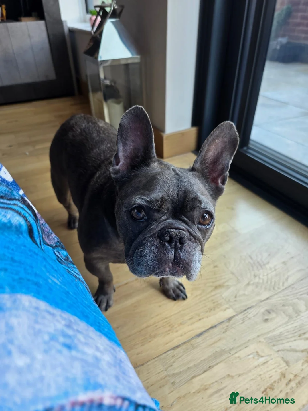 French Bulldog dogs for sale: French bulldog female  - Advert 2