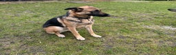 Mixed Breed dogs for sale: German Shepherd Cross intact bitch dog - Advert 6
