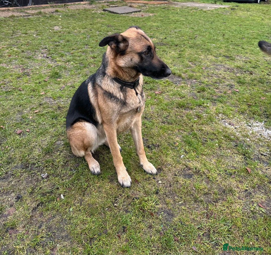 Mixed Breed dogs for sale: German Shepherd Cross intact bitch dog - Advert 6