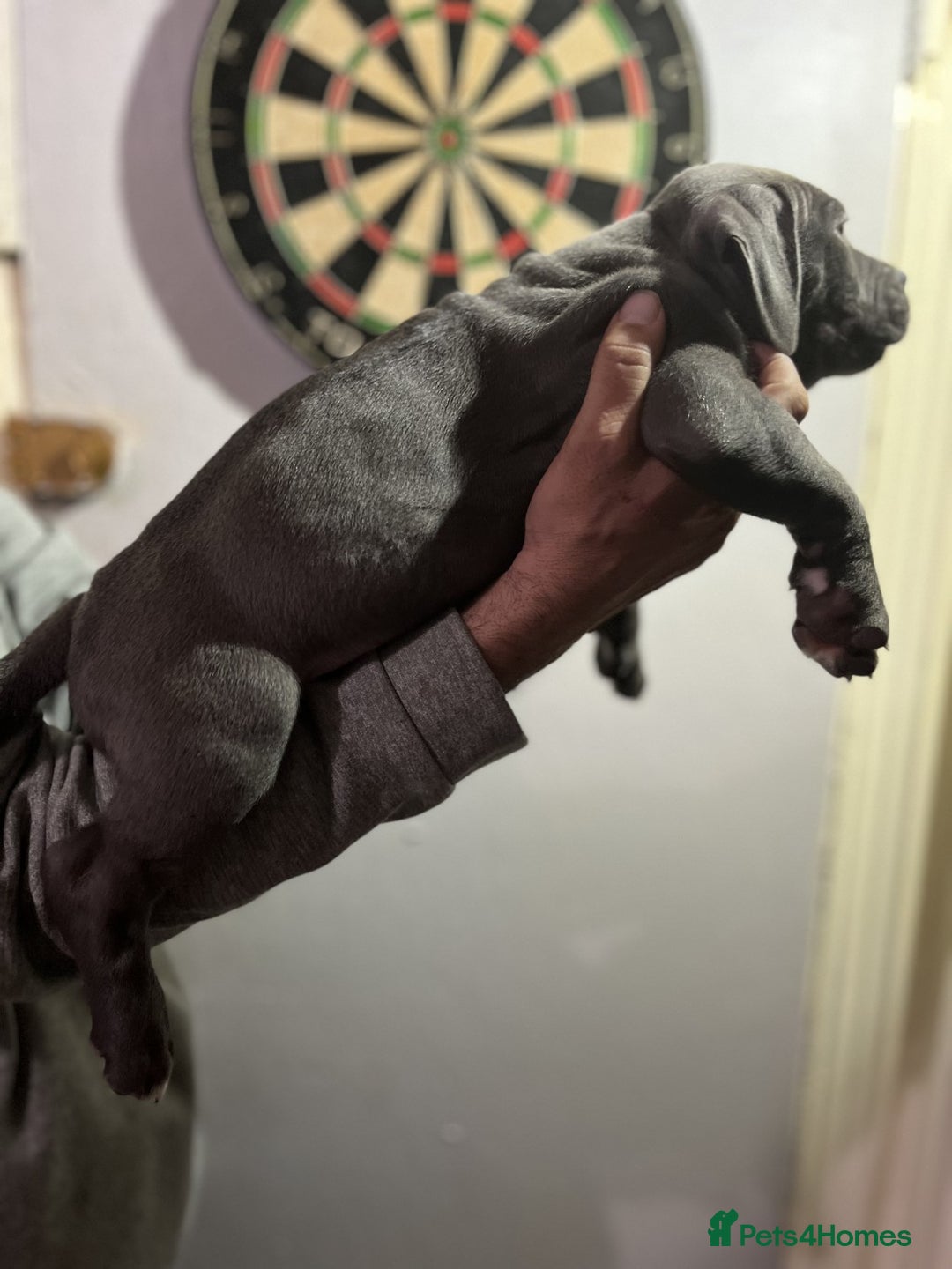 Staffordshire Bull Terrier dogs for sale: Clever Blue Staffordshire Bull Terriers For Sale - Image 3