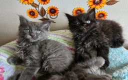 Maine Coon cats for sale: Stunning GCCF Maine Coon kittens  - Image 8