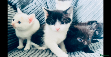 Mixed Breed cats - Advert 15