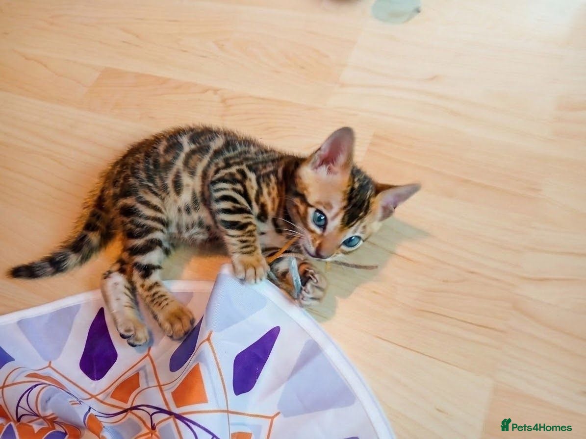 Bengal cats Beautiful Bengal kitten - Advert 2