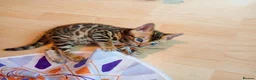 Bengal cats for sale: Beautiful Bengal kitten - Advert 4