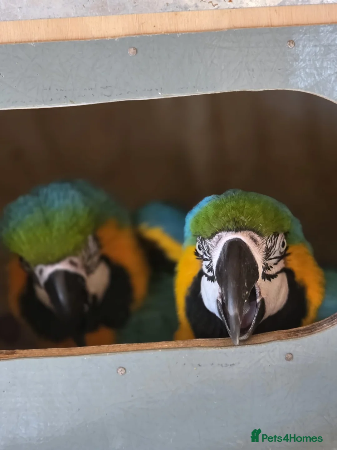 Macaws birds for sale: Breeding pair of macaws male and female **** in Romford - Advert 4