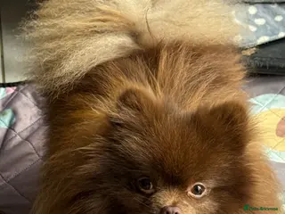 Pomeranian dogs Chocolate Pom champion Russian line kc reg - Advert 1