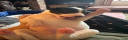 Whippet dogs for sale: magical whippets - Advert 15