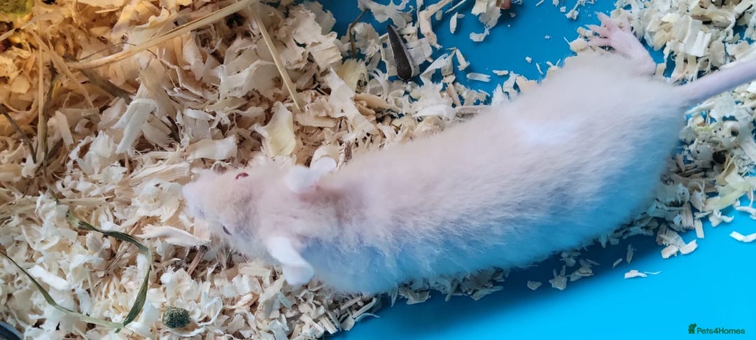 Mouse rodents for sale: Naked mice - Advert 6