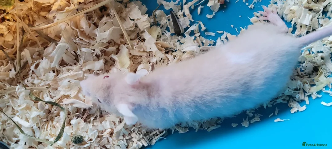 Mouse rodents for sale: Naked mice - Advert 6