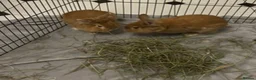 Mixed Breed rabbits for sale: 2 male lionhead x netherland dwarfs  in Cockermouth - Advert 3