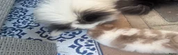 Pomeranian dogs for sale: Lilac & White Small Boy in Birmingham - Advert 7