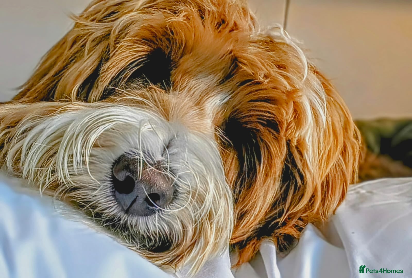 Goldendoodle dogs Tuxedo Australian Double Doodle - Advert 1