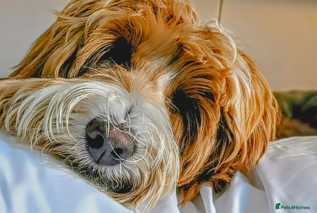 Goldendoodle dogs for stud: Tuxedo Australian Double Doodle - Advert 1