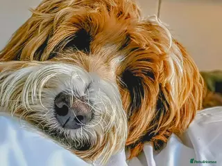 Goldendoodle dogs for stud: Tuxedo Australian Double Doodle - Advert 1