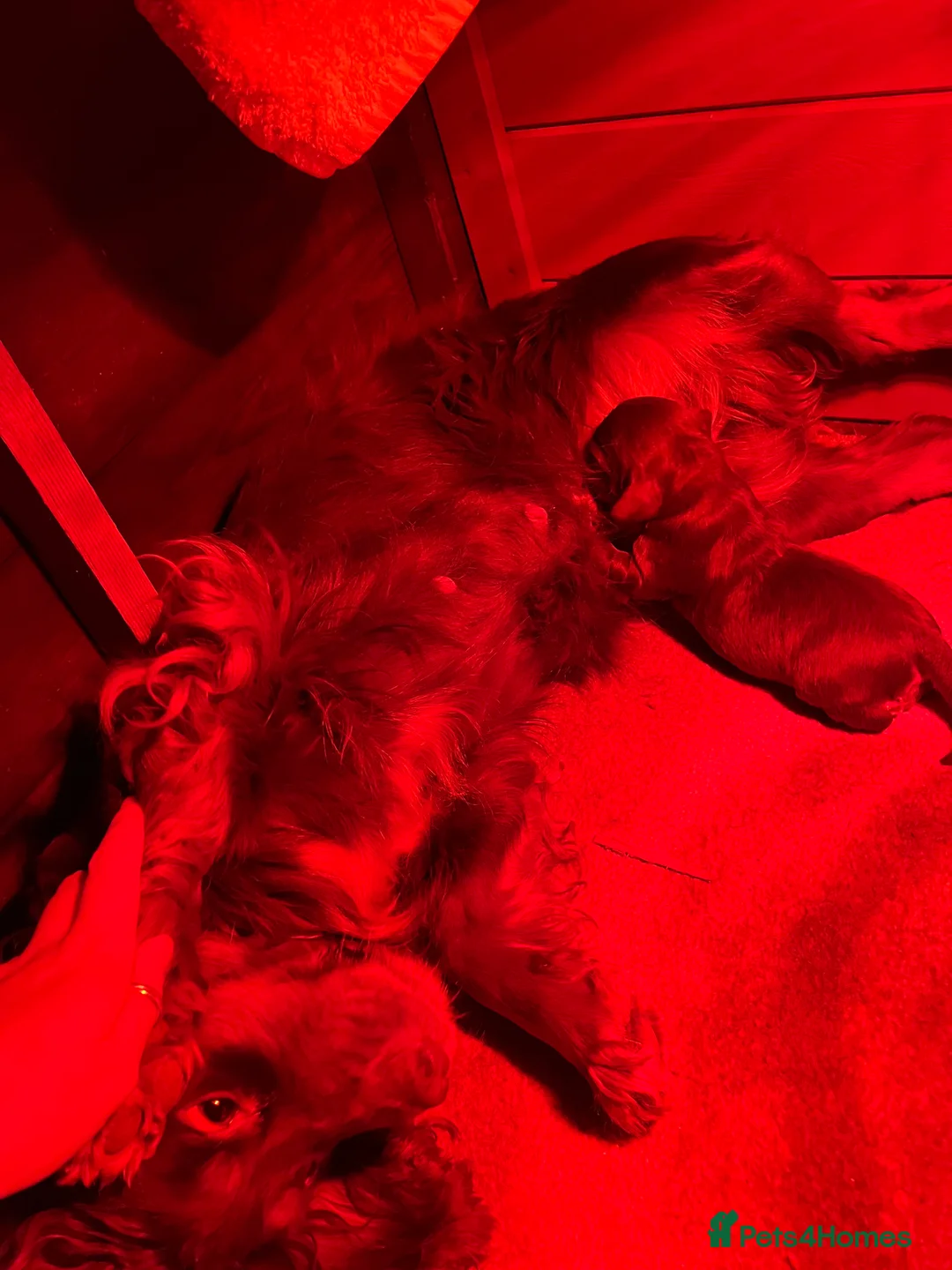 Cocker Spaniel dogs for sale: Beautiful boy puppy  in Salisbury - Advert 6