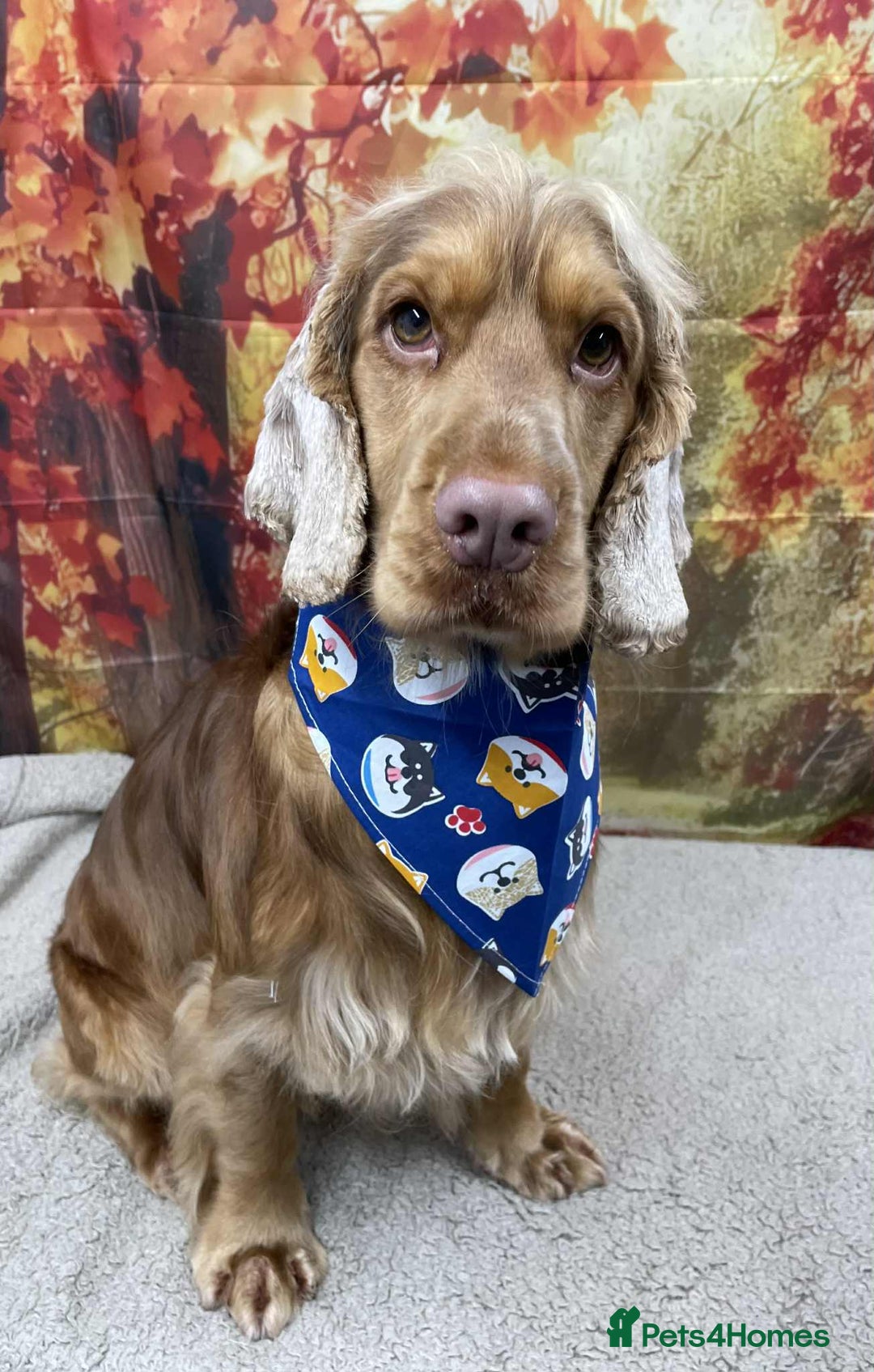 Cocker Spaniel dogs for stud: Gorgeous Cocker Spaniel Proven Stud in Waterlooville - Advert 9