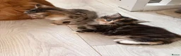 Mixed Breed cats for sale: Adorable fluffy kittens - Advert 9