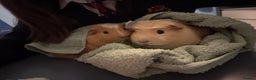Guinea Pig rodents for sale: 2 male guinea pigs with cage - Advert 1