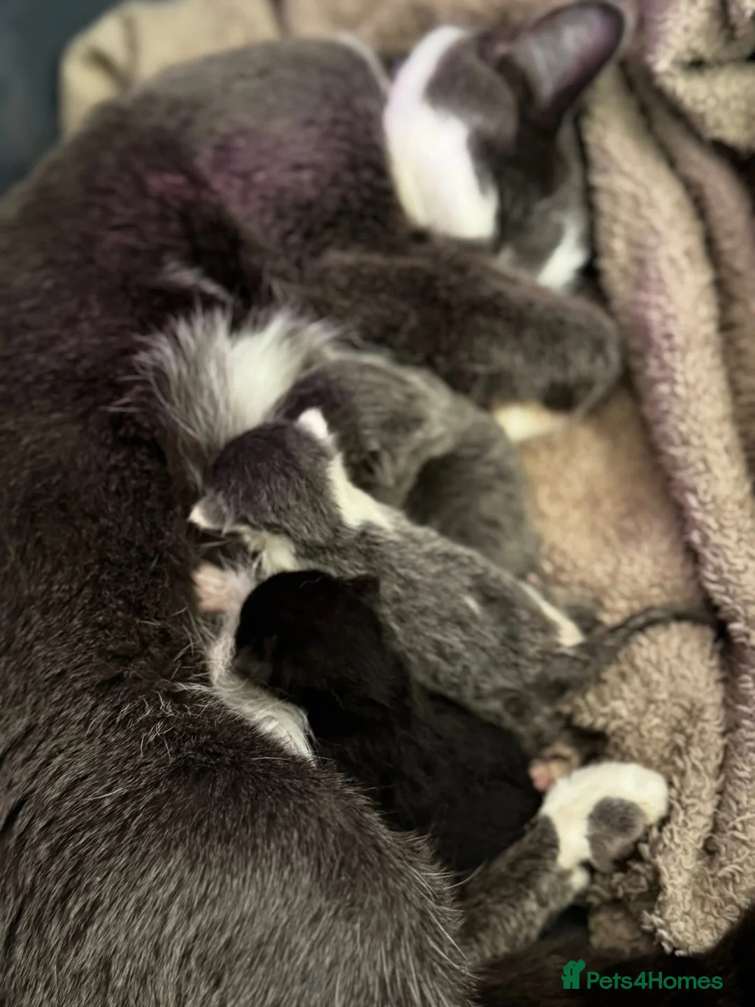 Mixed Breed cats for sale: 3 beautiful kittens  in Stevenston - Advert 1