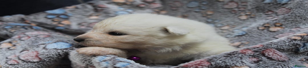 Samoyed Puppy purple 