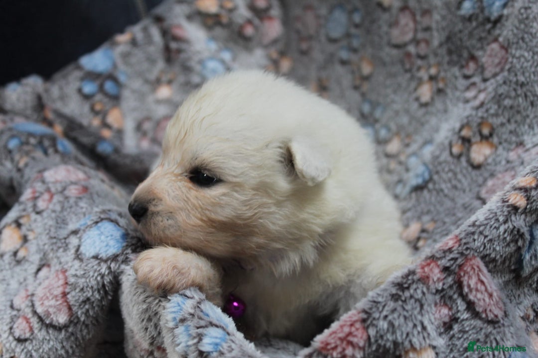 Samoyed dogs for sale: Samoyed puppies - fluff and joy - Image 14